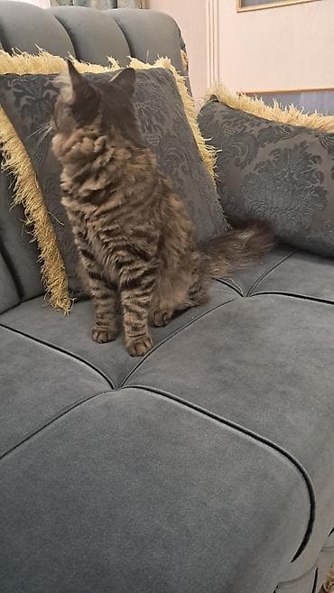 meyn: Meyn-kun, Erkək — 2