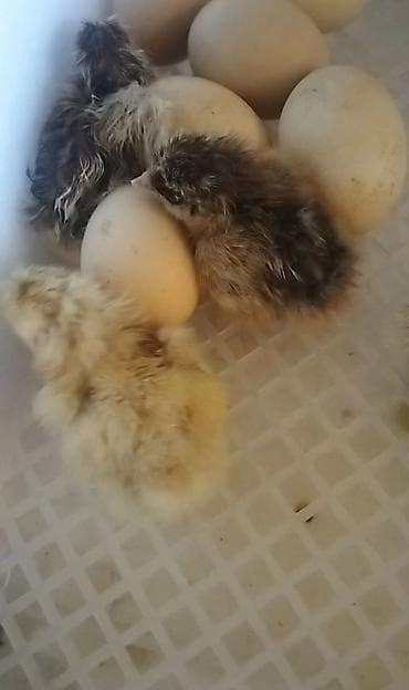 Yuvalar: Satilir 1 defe istfade etmişem ciximin şekilide var Qiymeti 120m sondu — 6