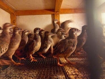 cuce qefes: Qafqaz kəklikləri – qəfəsdə bəslənmiş, sağlam və aktiv sürü - Növ — 5