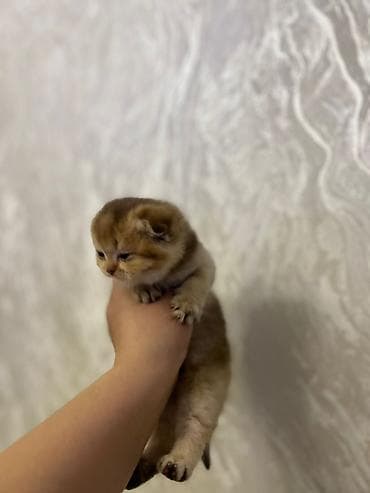 Gəmiricilər: Şotland yastı qulaq, Dişi, Yaxşı əllərə, Ünvandan götürmə, Pulsuz çatdırılma, Ödənişli çatdırılma — 8