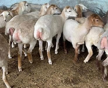 Damazliq quzular 23 eded cox baximli heyvanlardi 10 edende erkek var