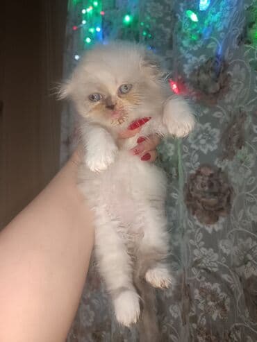 Toyota: Британская — 8