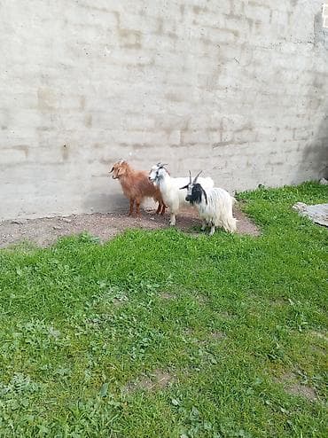 yerli keci: Məhsul: Təkə və keçilər (3 baş) Təsvir: - Şəkillərdə görünən 3 baş — 2