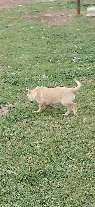 it təlimi: 3 ay, Erkek, Peyvəndli — 1