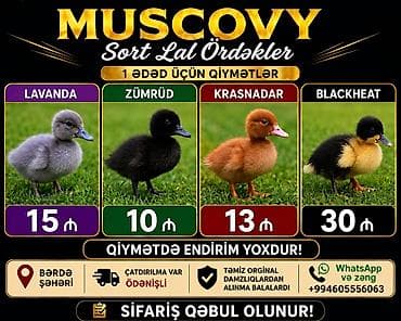 bala ordek: Muscovy (lal ördək) sortları Təmiz orijinal damazlıqlardan alınma — 1