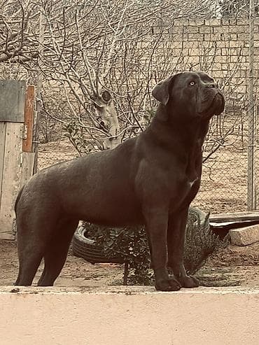 Kane-Korso, 1 il, Dişi