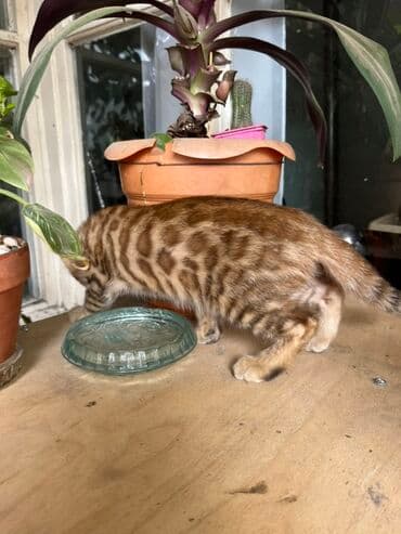 котята породистые купить: Бенгальская — 5