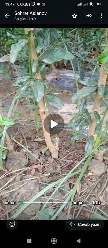 сколько стоит пальма в горшке: Salam 4 illik nar tingləri satılır gülövşə sort və donuz burnu — 1