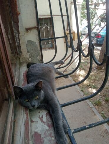 pişim: Şotland, Dişi, Yaxşı əllərə, Ünvandan götürmə — 4