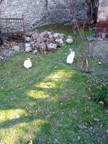 şirin dovşan şəkilləri: Temiz koligorniya dovwanlari .anasi atasi hamsi biryerde satilir.anasi — 8