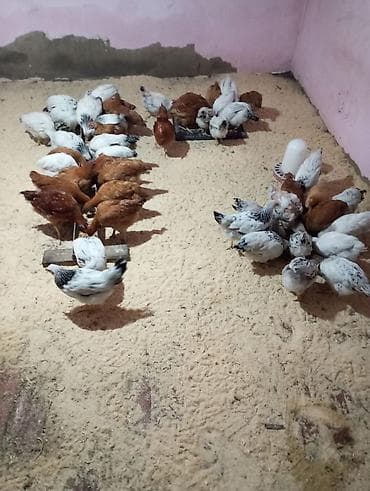 cuce: Toyuq cücələri, Damazlıq — 3