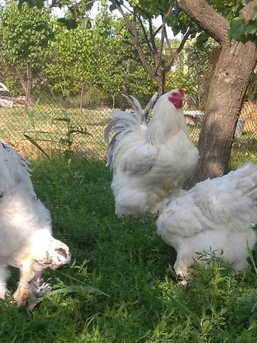rengli quslar: Toyuq, Brama, Damazlıq, Ödənişli çatdırılma — 2