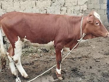 heyvanlara verilən xüsusi adlar: Qırmızı-ağ rəngli erkək buzaq/simalı cavan mal. Bədəni əsasən tünd — 1