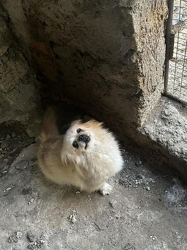 ag it: Pekines — 4