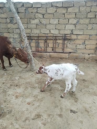 heyvanlara verilən adlar: Ana bala inek erkey bala — 1