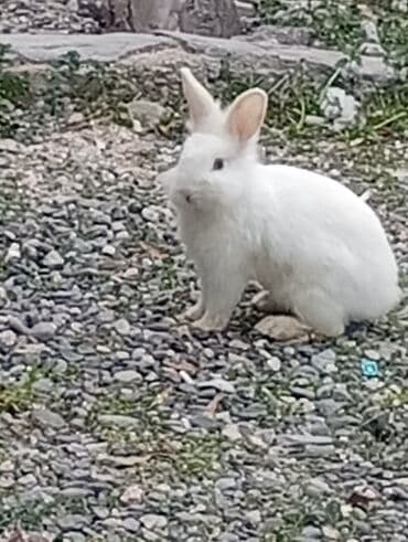 Akvariumlar: Ev dovşanlarıdır sağlamdırlar birinin rəngi ağ-boz o birisi ağ — 4