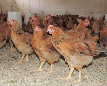 3 toyuq 3 gune 3 yumurta: Toyuq, Ətlik — 1