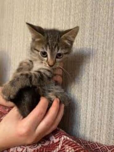 Temiz şotlant Pişiyleri qum tərbiyyəsi var peyvənd olunub qurd dərmanı lalafo.az -da Temiz şotlant Pişiyleri qum tərbiyyəsi var peyvənd olunub qurd dərmanı