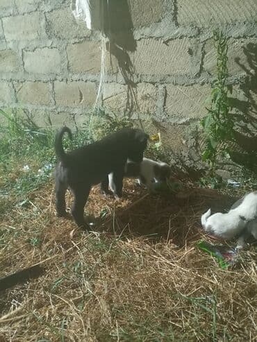 cau cau iti satilir: Caneli corso — 4