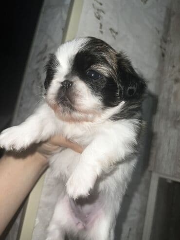 купить собаку болонку: Пекинес, Самка, Самовывоз — 5