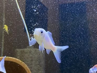 baliq tutanar: Koi, Sülhsevər — 4