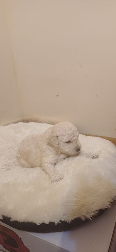 hind qusu satisi: Pudel, Dişi, Peyvəndli, Ödənişli çatdırılma — 3