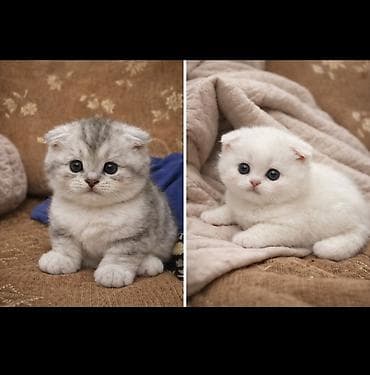 ucuz cuce: Şotland yastı qulaq — 3