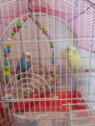 купить клетки для попугаев: Tutuquşları — 1