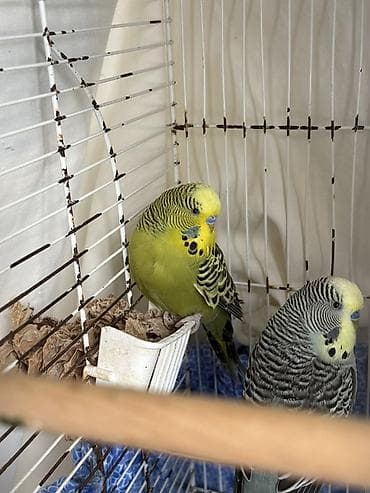 tutuquş: Cute haxir cex quslar 1illik -20 azn 1,5 illik-25azn iri quşlardı ve — 4