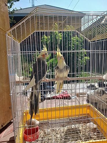 Nimfa (Cockatiel) cütü – qəfəs və aksesuarlarla - Növ: Nimfa