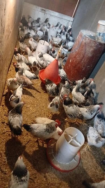it üçün ev: Toyuq, Damazlıq — 2
