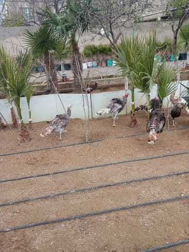 İtlər: Hinduşkalar — 4