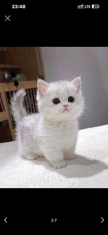 Britan lalafo.az -da Britan