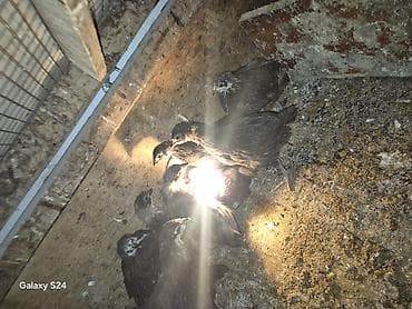 karella qus: Toyuq cücələri, Damazlıq — 2