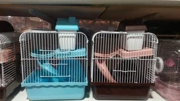 xamyak adlari: Cunqarik xamyaklar.ele öyrəşib dislemirler.her rəngdə var.qefeslerde — 6