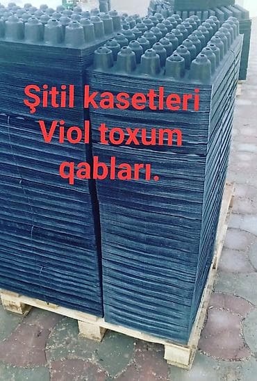 dibcek gulu: Şitil viyolası – peşəkar fidan yetişdirmə üçün plastik çoxgözlü — 7