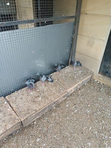 dəvəquşu yumurtası qiyməti: Şəkillərin hamısına baxın. hər cinsdə quşlar satılır . qiymət biri — 3