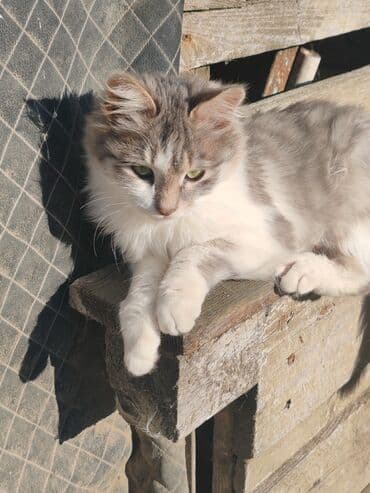 Alfa Romeo: Türk anqora, Erkək, Yaxşı əllərə, Pulsuz çatdırılma — 3