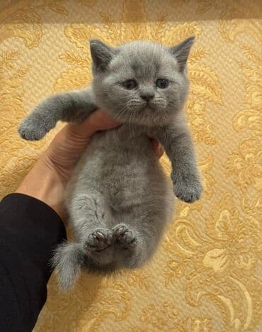 pişik baytarı: Britan yastı qulaq — 4