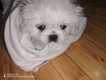 tap az pitbull: Pekines, 2 ay, Erkek, Ünvandan götürmə — 1