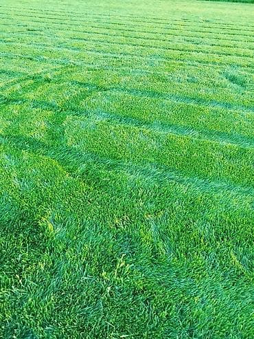 xan cinarı: Qazon Sifariş ede bilersiz rayonlara sifariş götürülür — 8