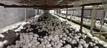 şam ağac: Salam hərvaxtınız xeyir, "CHAMPION GROUP" olaraq sizlərin qarşısına — 7