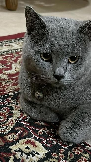 9 aylıq Etibarli əllərə verilir (dişi)