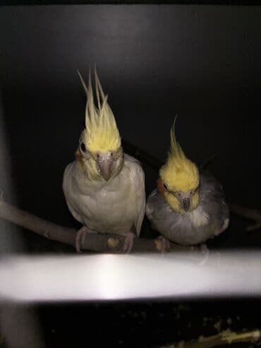 Hazır cüt quşlardı Erkəy ele gelir,elden yem yeyir,başını sığalladır lalafo.az -da Hazır cüt quşlardı Erkəy ele gelir,elden yem yeyir,başını sığalladır