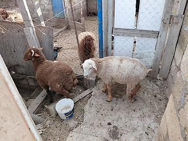Птицы: Qoyun və quzular – 2 baş. 2erkek. 1ni. ayagi qirilib topugdan eyri — 3