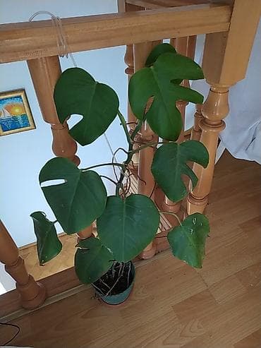 Otaq bitkiləri dəsti - Monstera deliciosa (dərin yarıqlı iri yaşıl