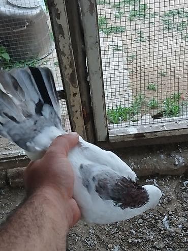 goyercinlər: Əbrəş boynu güllü göyərçin satıram erkeyə oxşuyur dünən tutmuşam erkey — 8