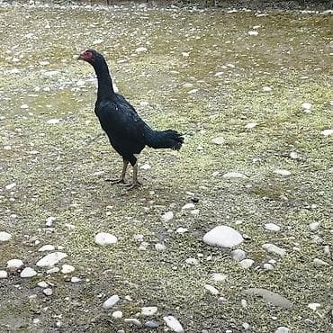 Qara rəngli uzunboy toyuq/quş - Tam qara lələklər, quyruğu sıx və qısa