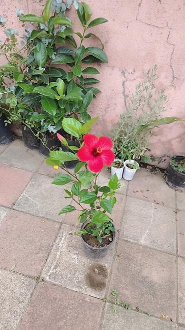 hilba bitkisi nedir: Hibiskus (Çin qızılgülü) saksı bitkisi - Parlaq qırmızı, iri və — 3