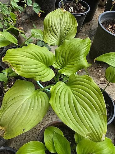 sogan gulleri: Bağ bitkiləri – Hosta və İris (bir neçə sort) - Hosta (yapraqlı — 2